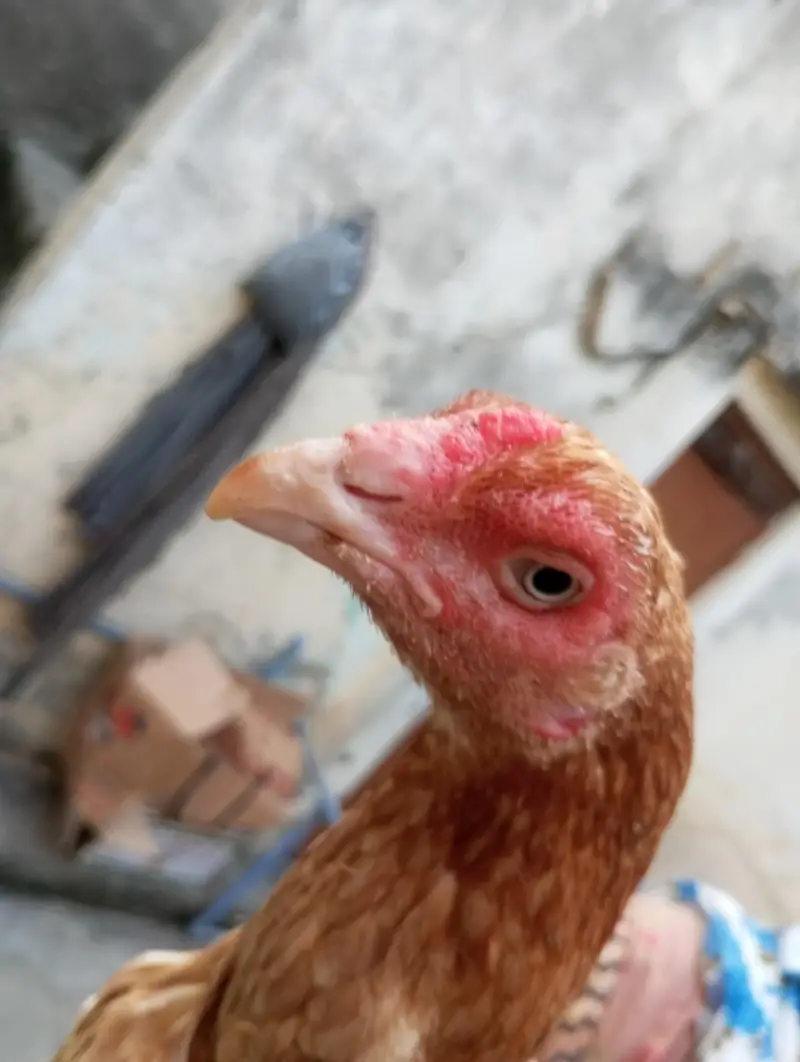 Kuruk Aseel murgi for sale /  *03347444092 — photo 2