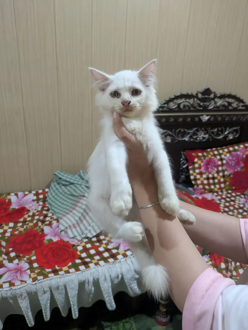 Persian kittens — photo 2