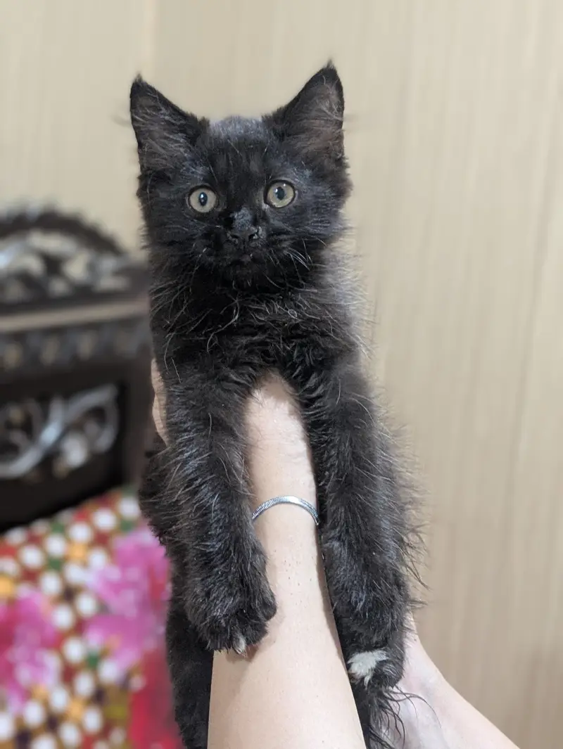 Persian kittens — photo 3