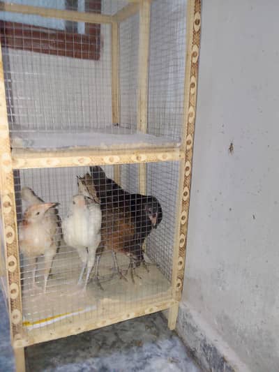 5 Chick's With Cage For Sale