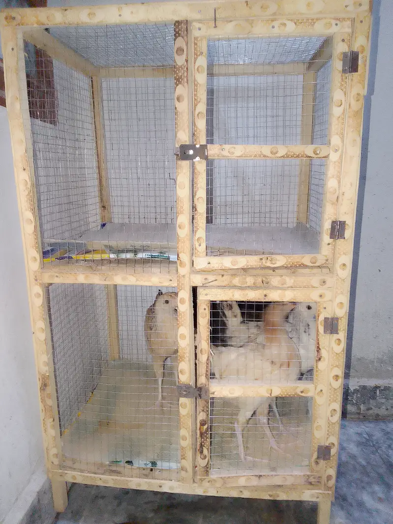 5 Chick's With Cage For Sale — photo 2