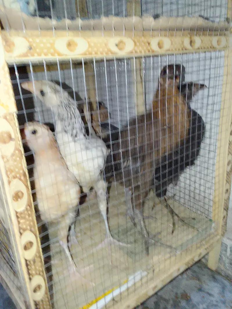5 Chick's With Cage For Sale — photo 3