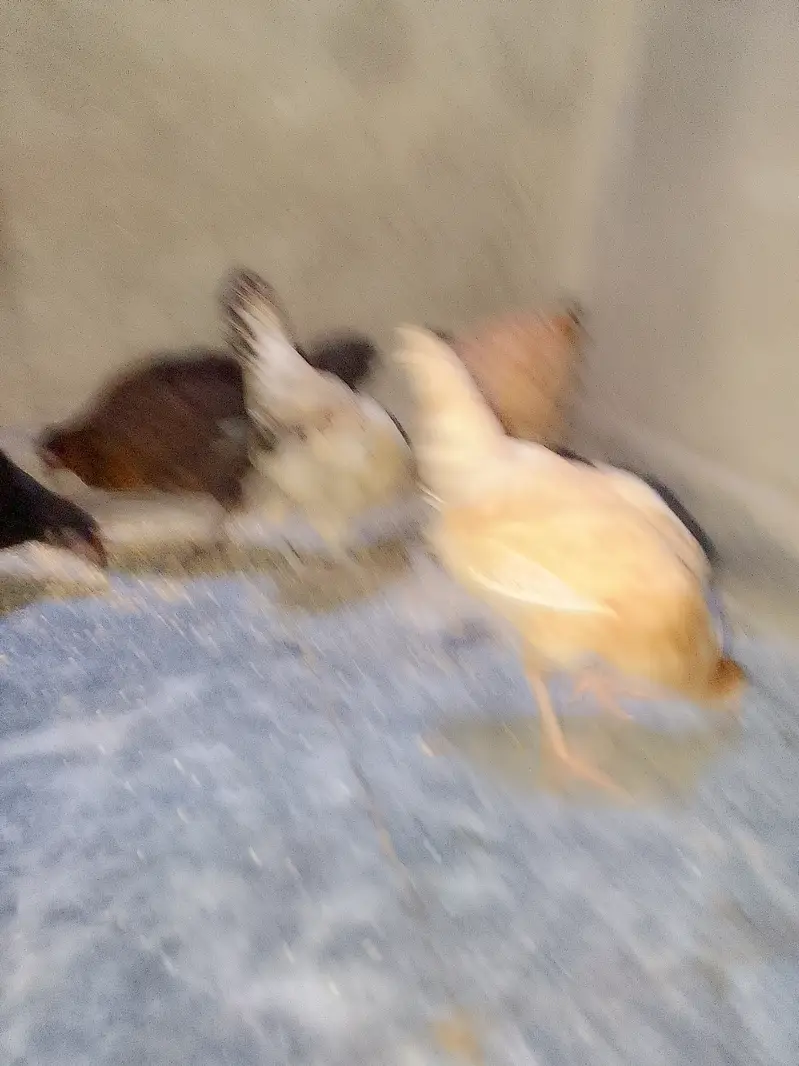 5 Chick's With Cage For Sale — photo 4