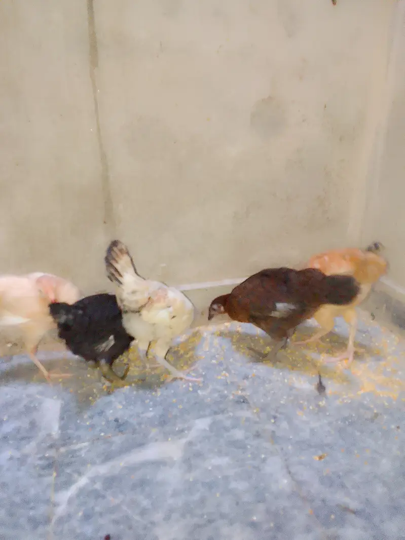 5 Chick's With Cage For Sale — photo 5