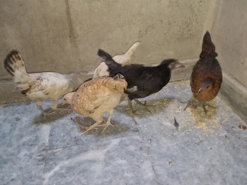 5 Chick's With Cage For Sale — photo 6
