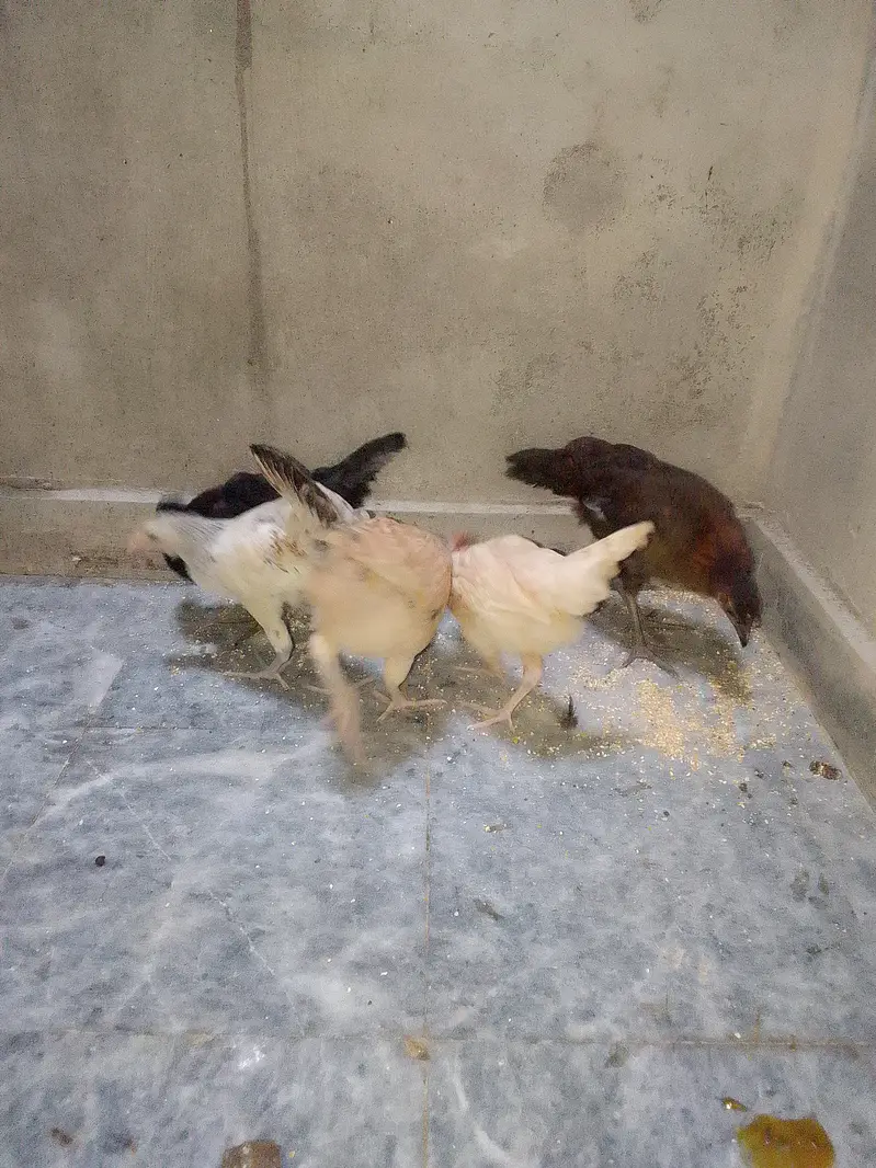 5 Chick's With Cage For Sale — photo 7
