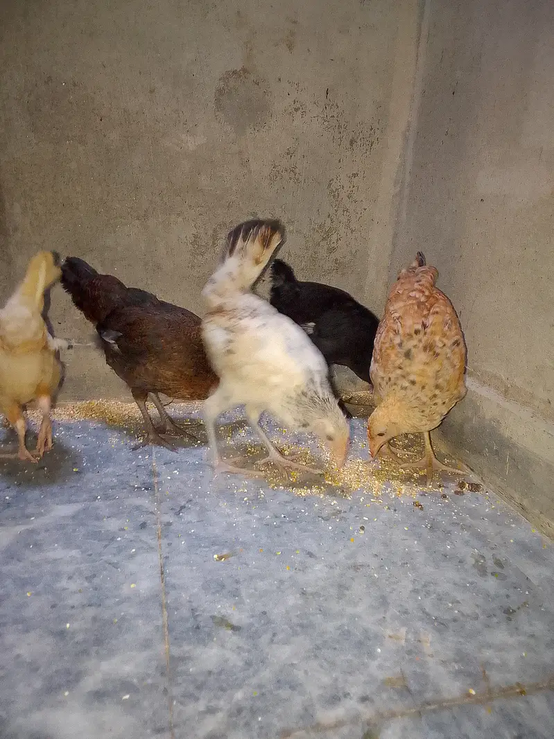 5 Chick's With Cage For Sale — photo 8