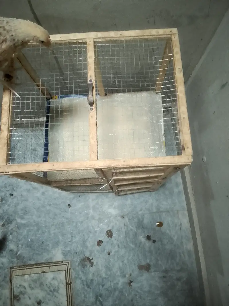 5 Chick's With Cage For Sale — photo 12