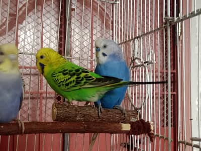 under size budgies