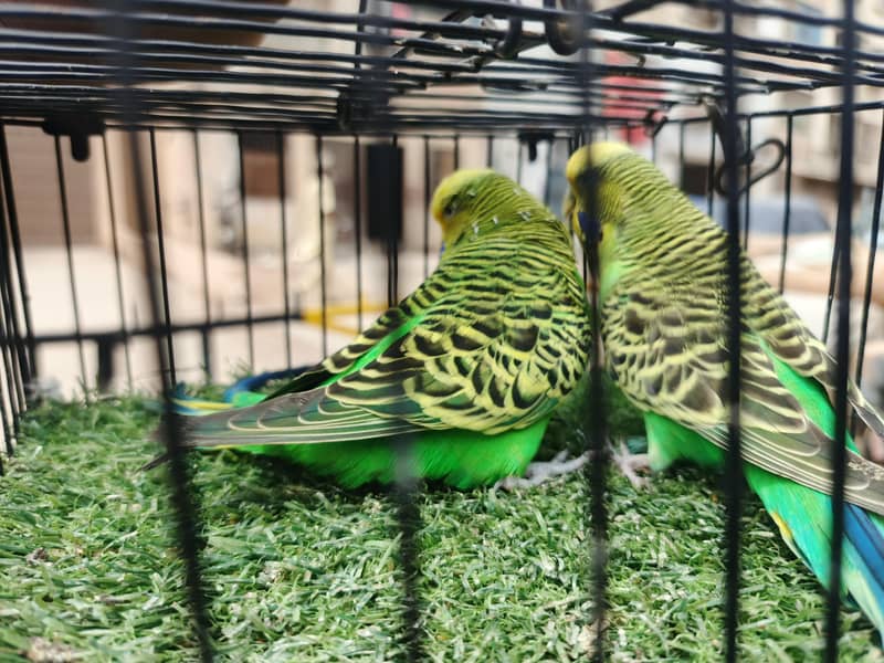 exhsibition pair 1