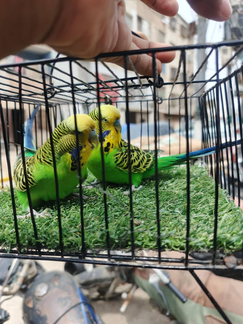 exhsibition pair 2
