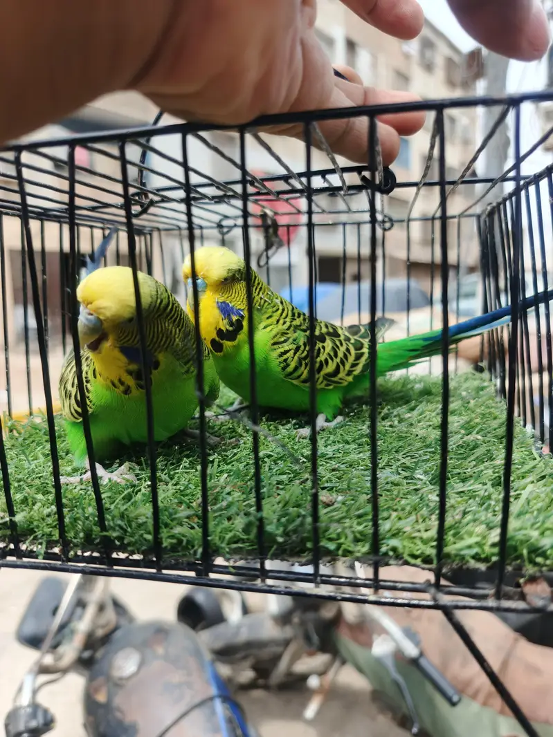 exhsibition pair — photo 10