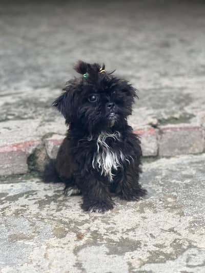 Shih dzu