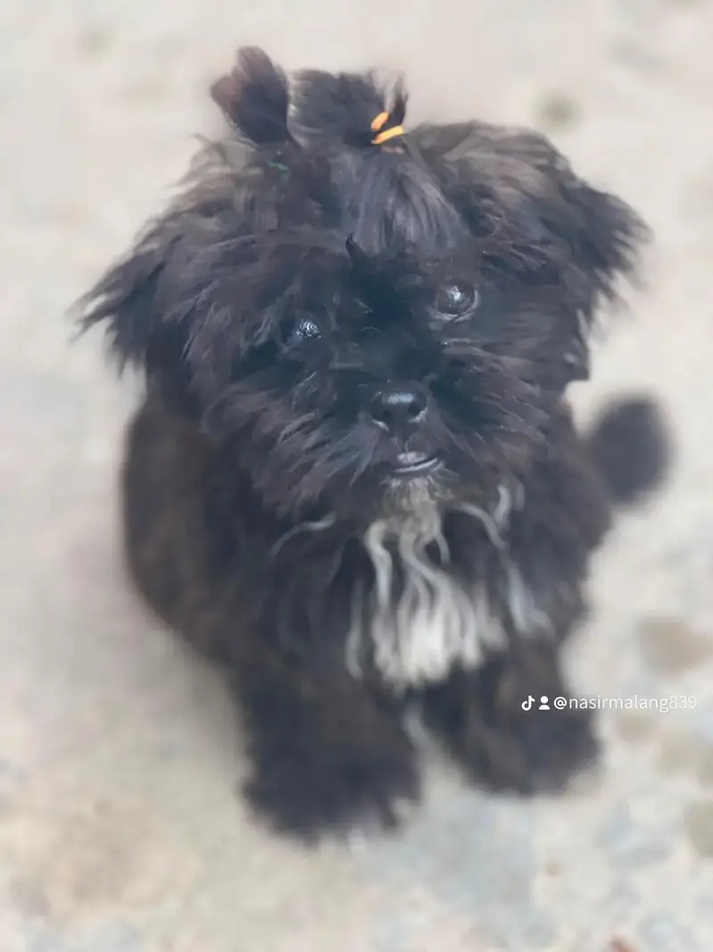 Shih dzu — photo 2