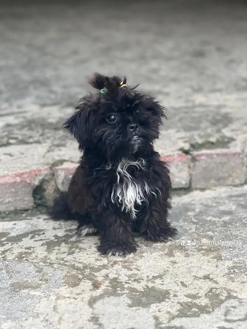 Shih dzu — photo 3