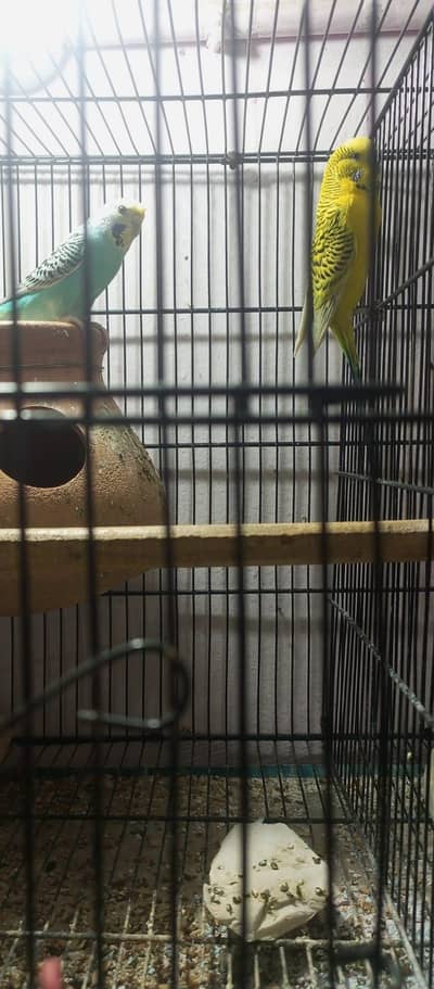 budgies 4 pair 2 patthe with pinjra