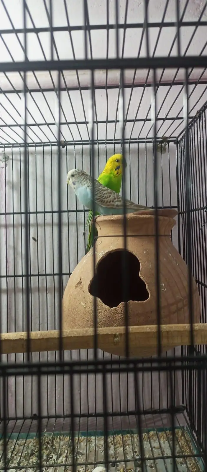 budgies 4 pair 2 patthe with pinjra — photo 2