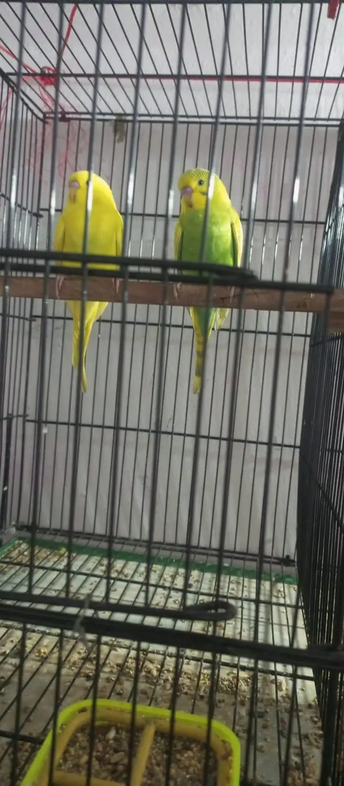 budgies 4 pair 2 patthe with pinjra — photo 3