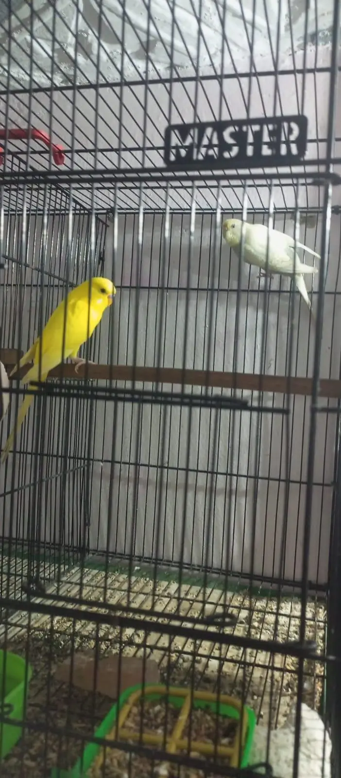 budgies 4 pair 2 patthe with pinjra — photo 4