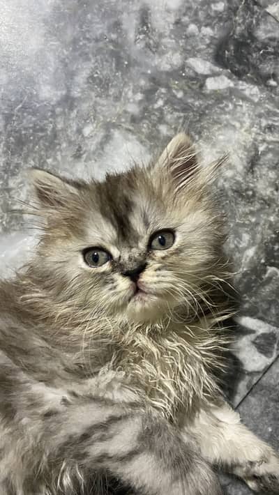 Calico female kitten available 2 months old
