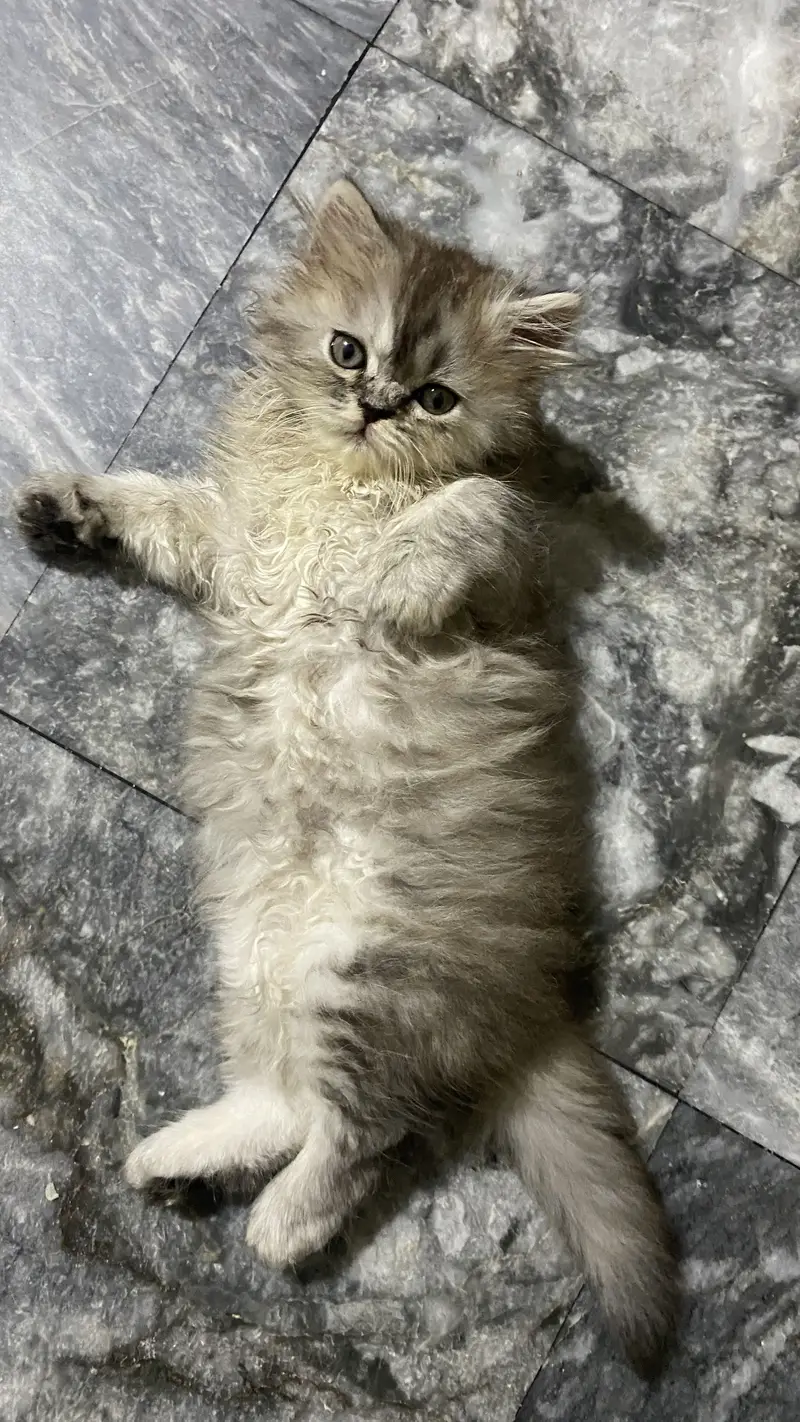 Calico female kitten available 2 months old — photo 2