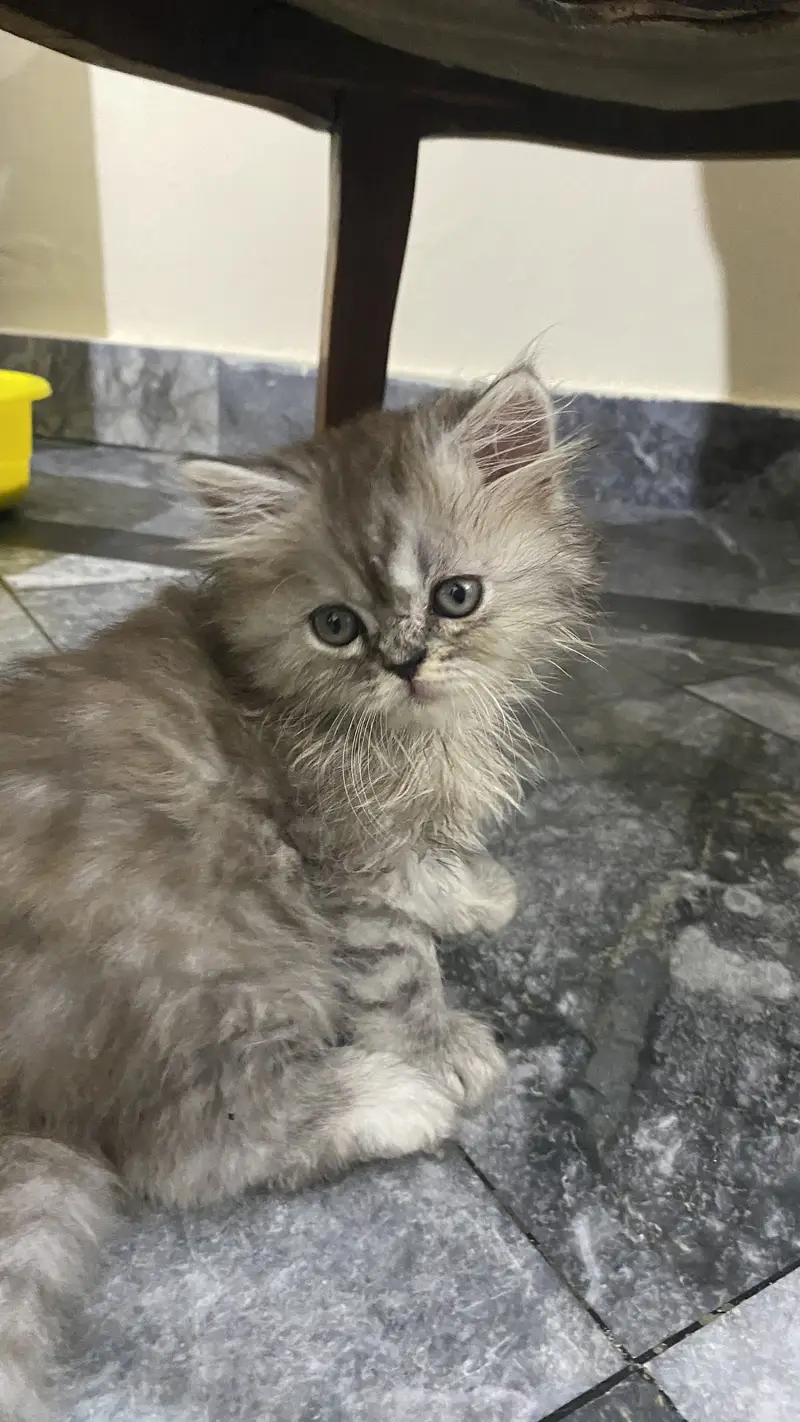Calico female kitten available 2 months old — photo 4