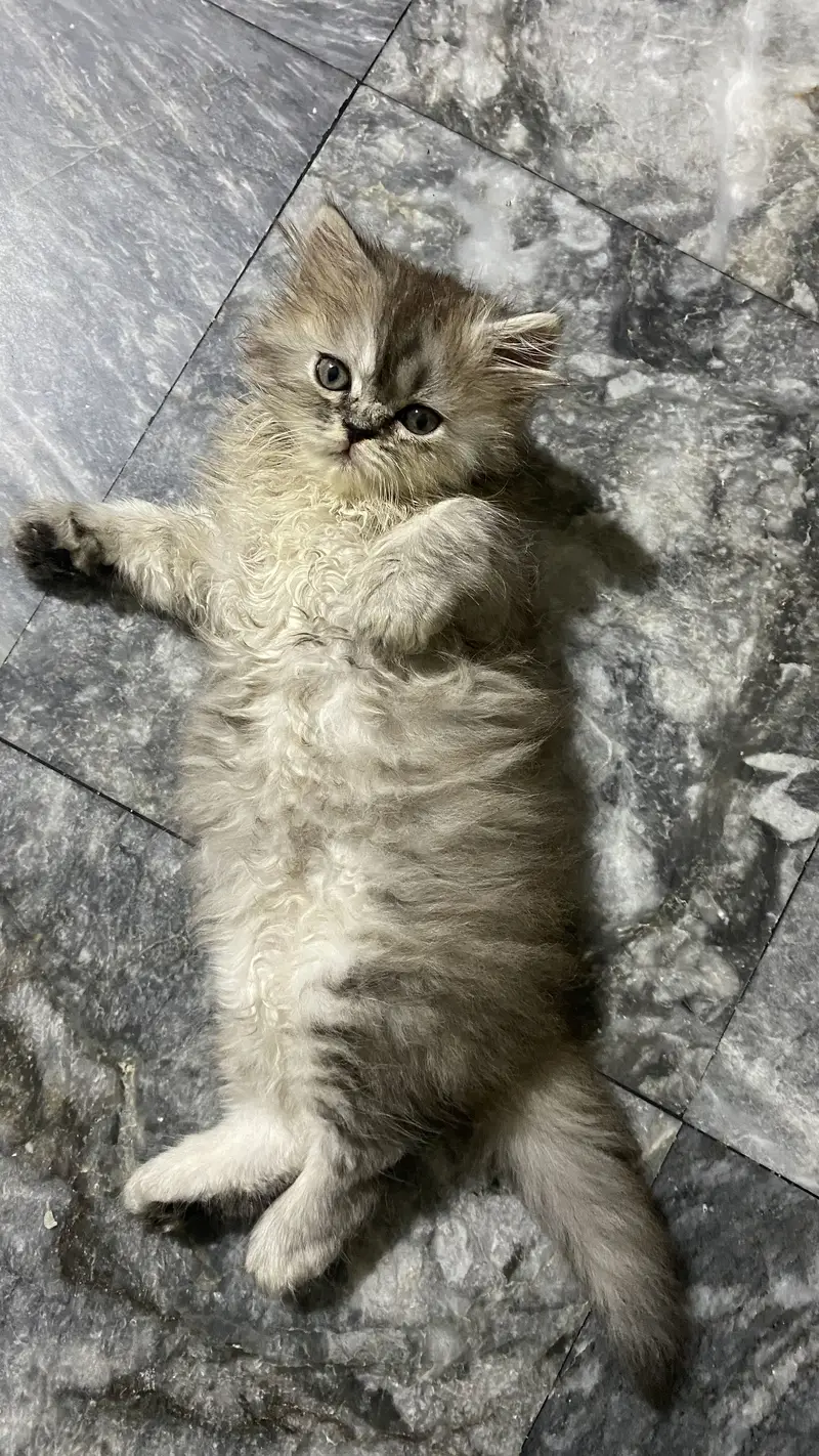 Calico female kitten available 2 months old — photo 5