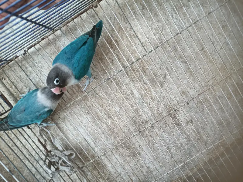 Albino budgies — photo 3