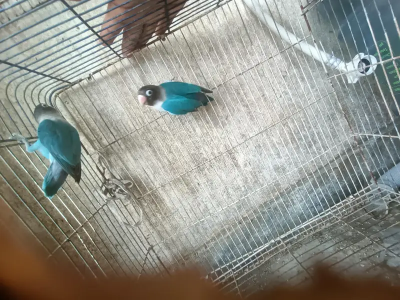 Albino budgies — photo 4