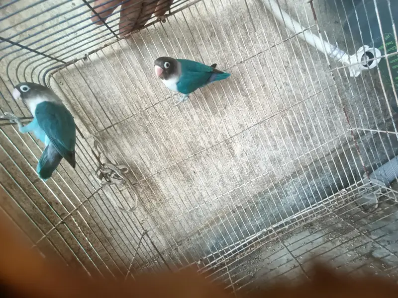Albino budgies — photo 5