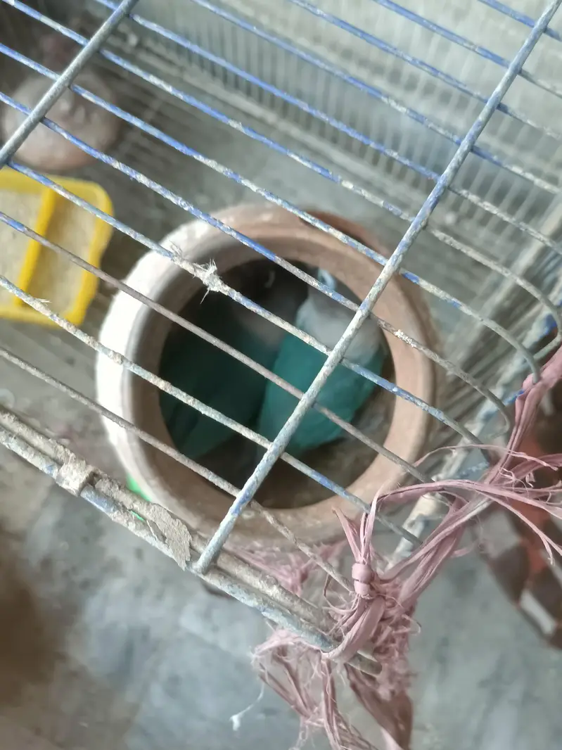 Albino budgies — photo 6