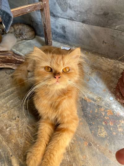 Persian original cat