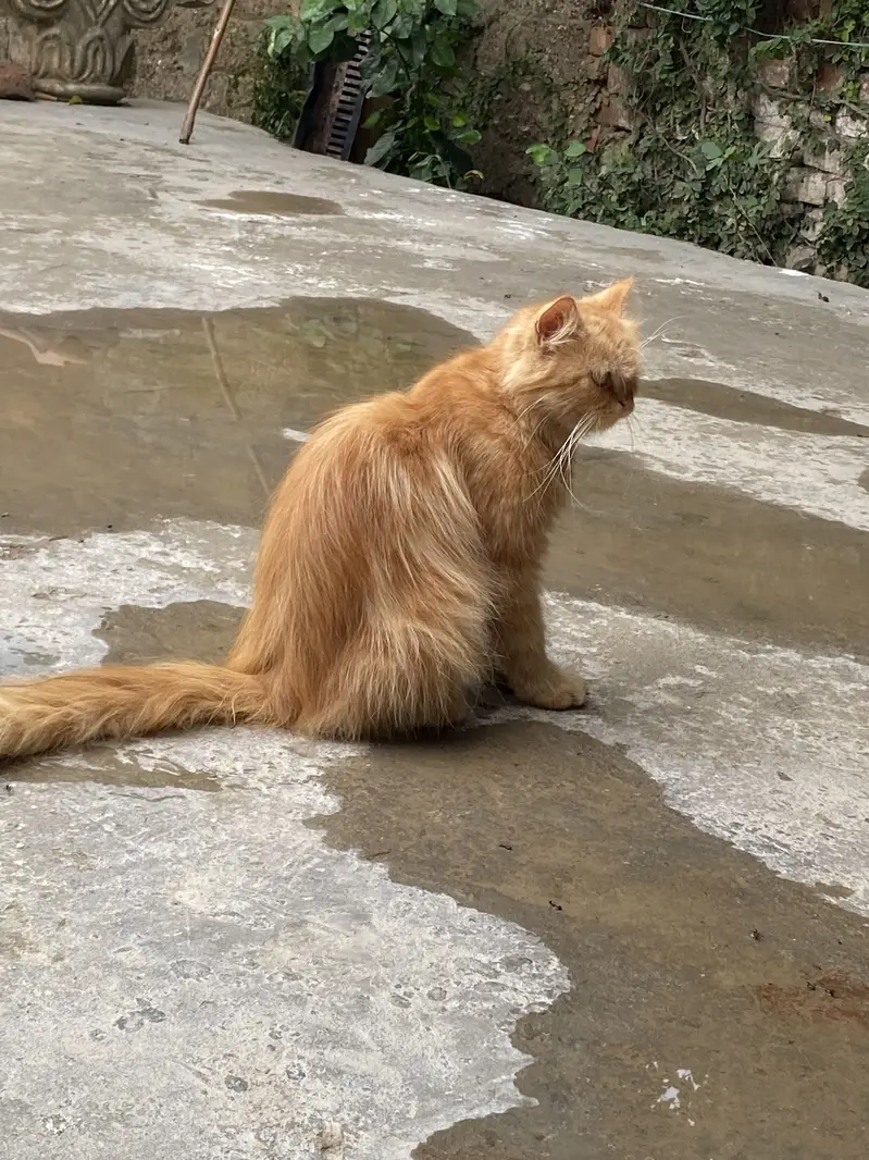 Persian original cat — photo 2