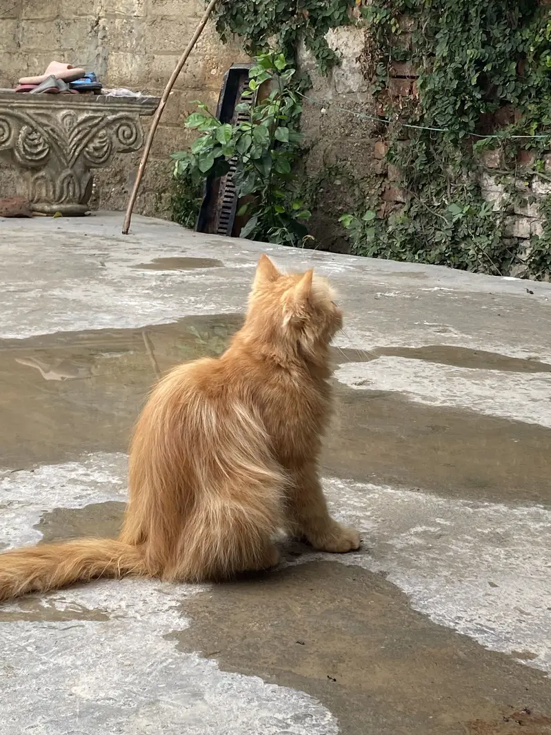 Persian original cat — photo 3