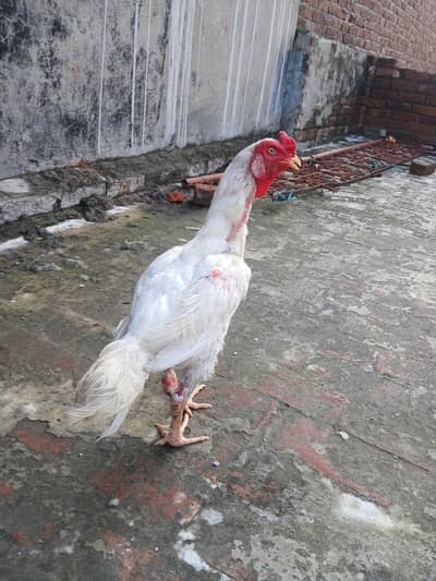 Pure White Aseel Heera Murga For Sale