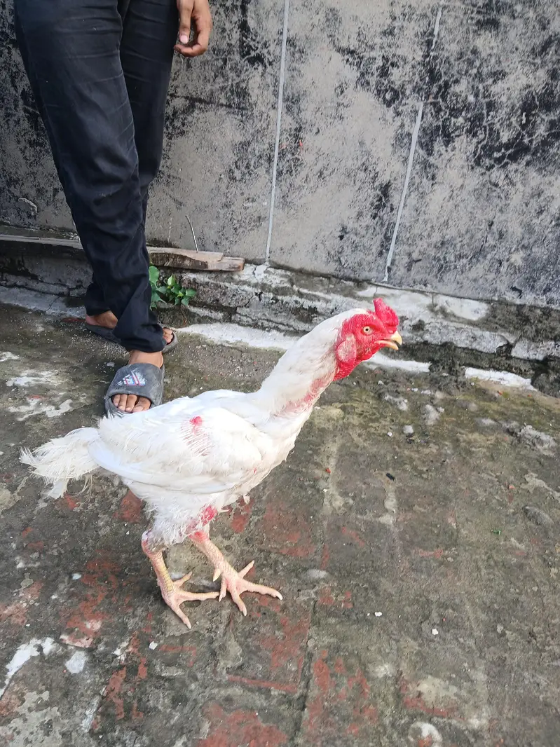 Pure White Aseel Heera Murga For Sale — photo 2