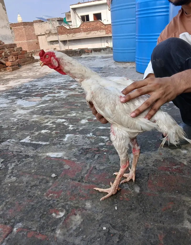 Pure White Aseel Heera Murga For Sale — photo 3