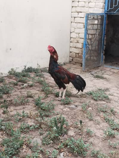 Aseel Murg For Sale