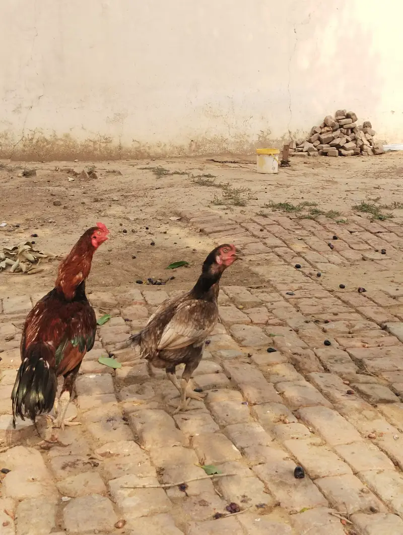 Aseel Murg For Sale — photo 2