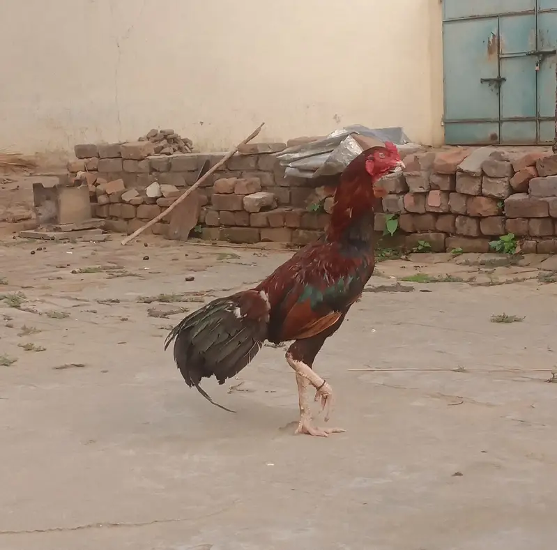 Aseel Murg For Sale — photo 7