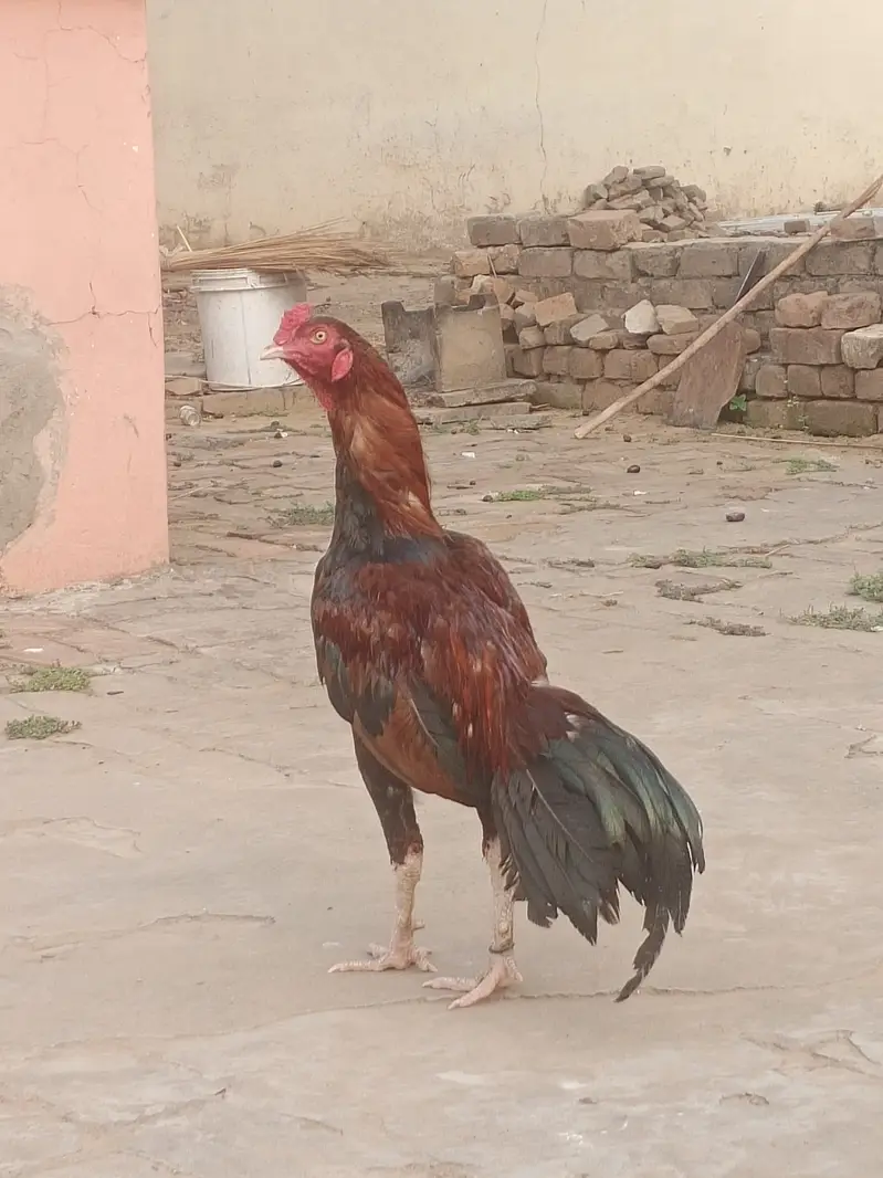 Aseel Murg For Sale — photo 8