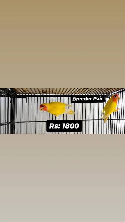 All Birds for urgent sale