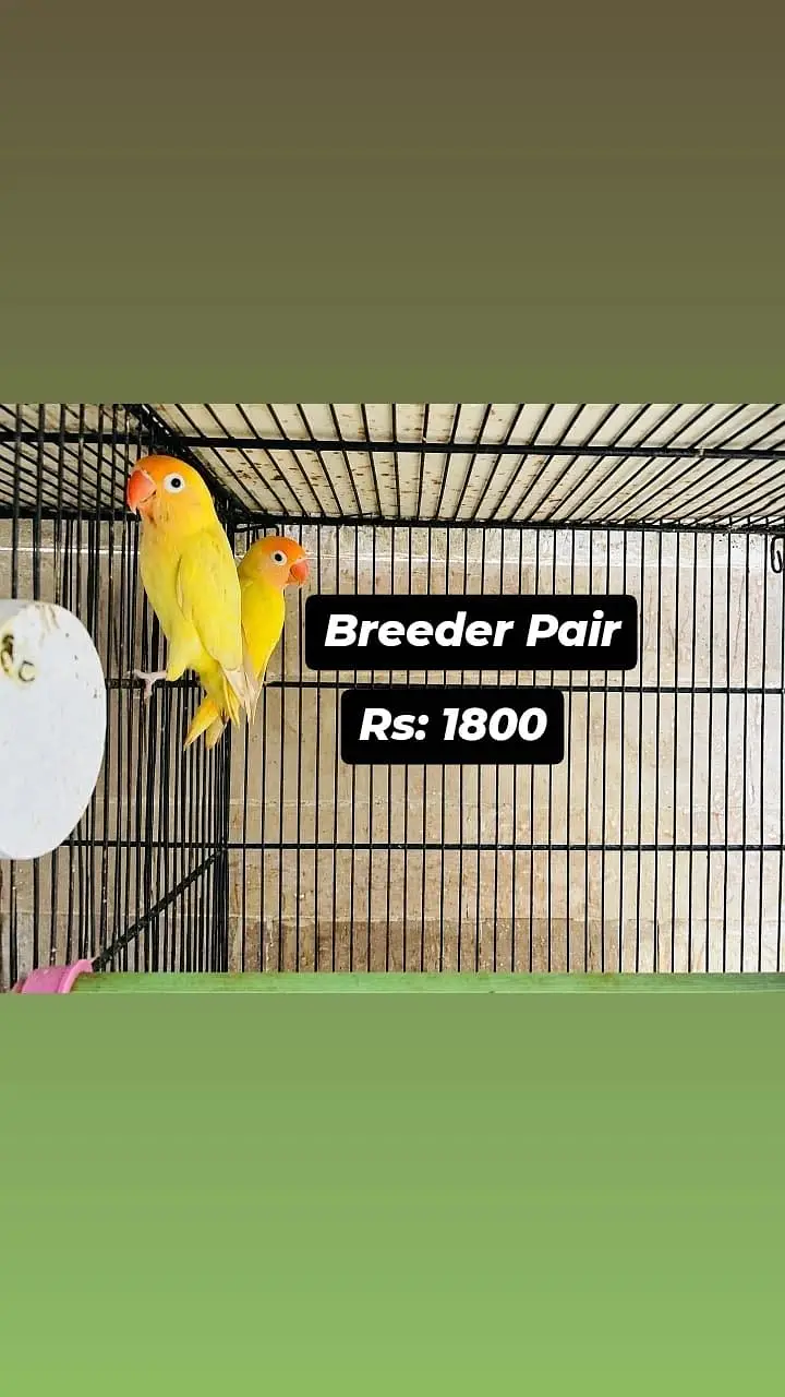 All Birds for urgent sale — photo 2