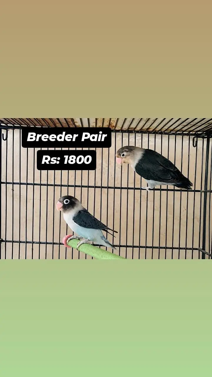 All Birds for urgent sale — photo 3