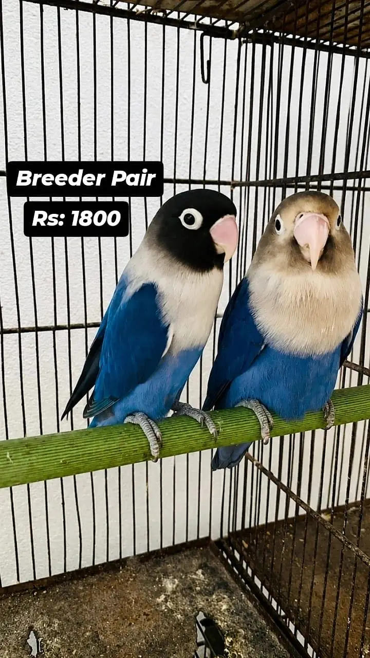All Birds for urgent sale — photo 4
