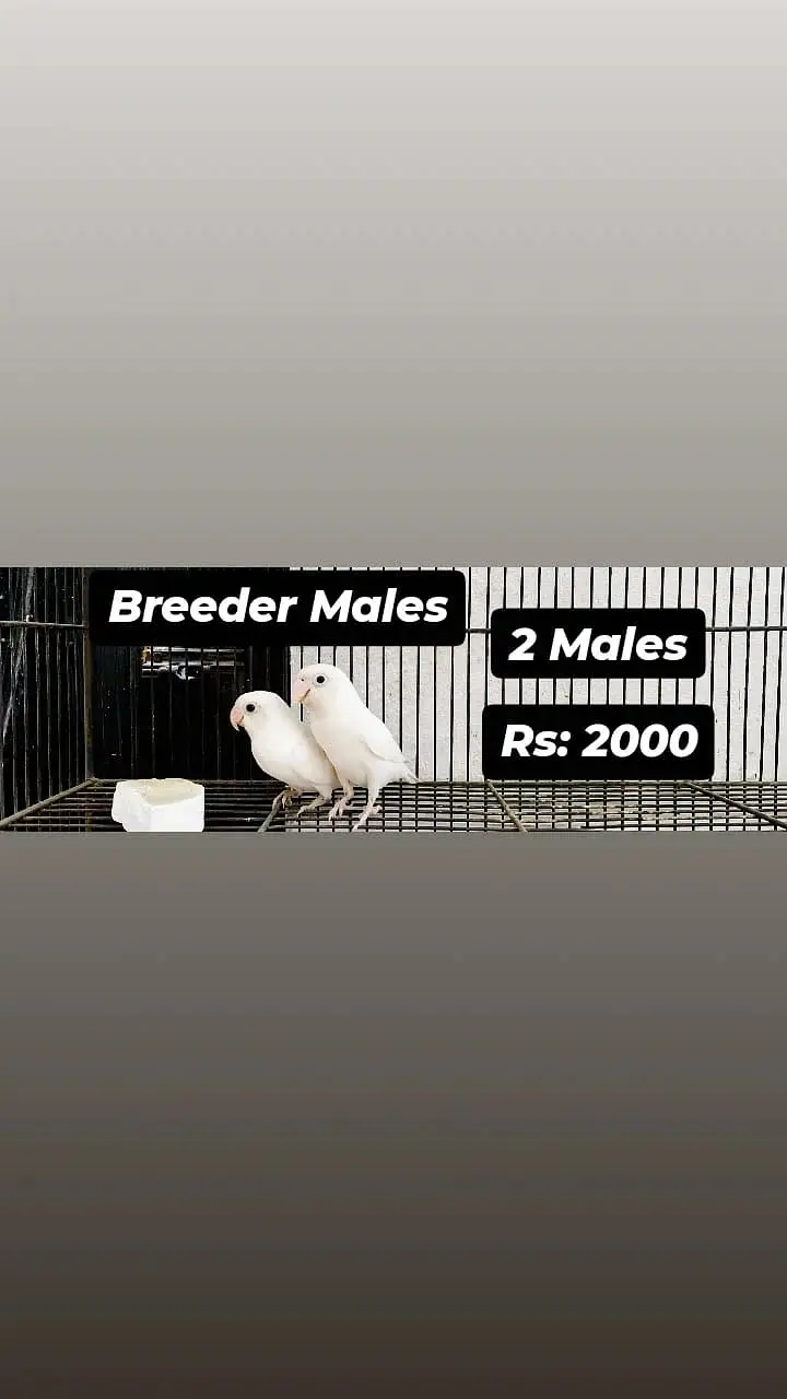 All Birds for urgent sale — photo 5