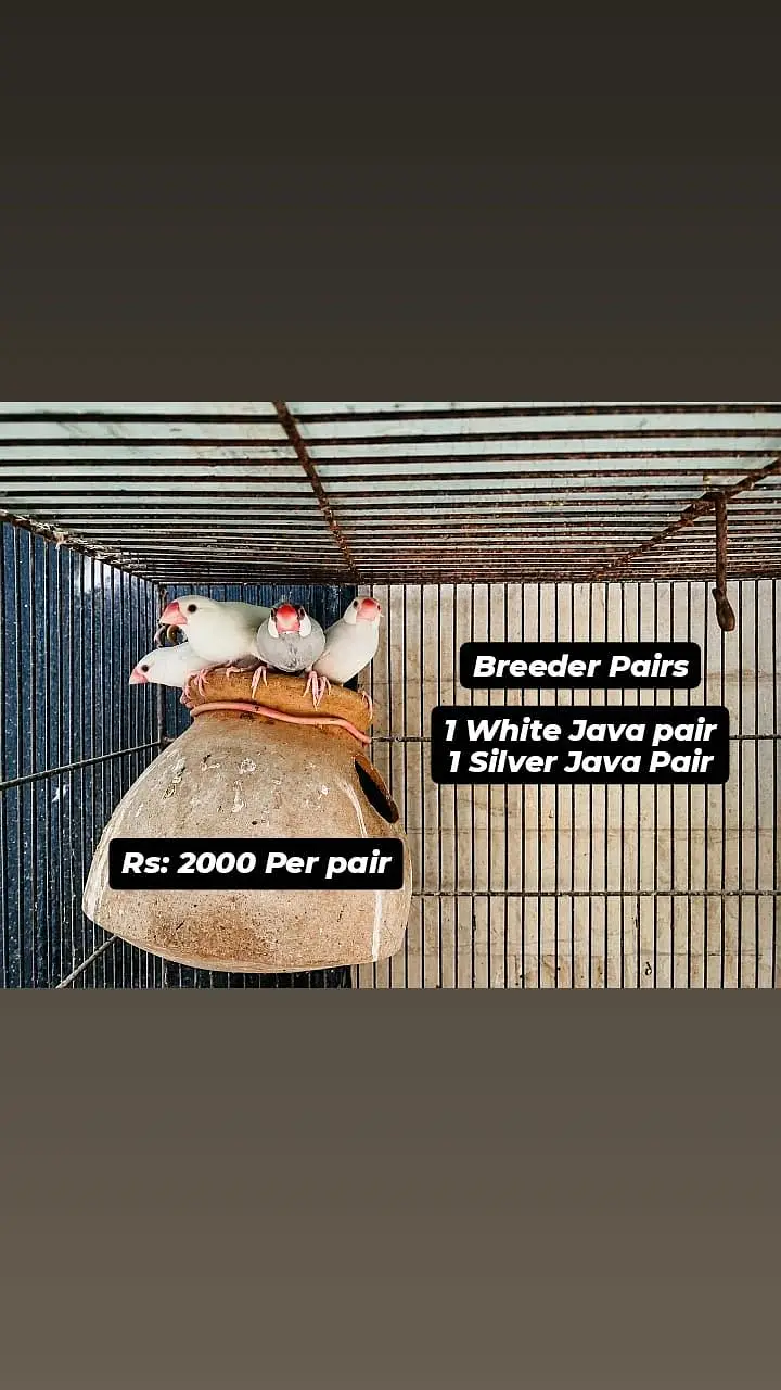 All Birds for urgent sale — photo 6
