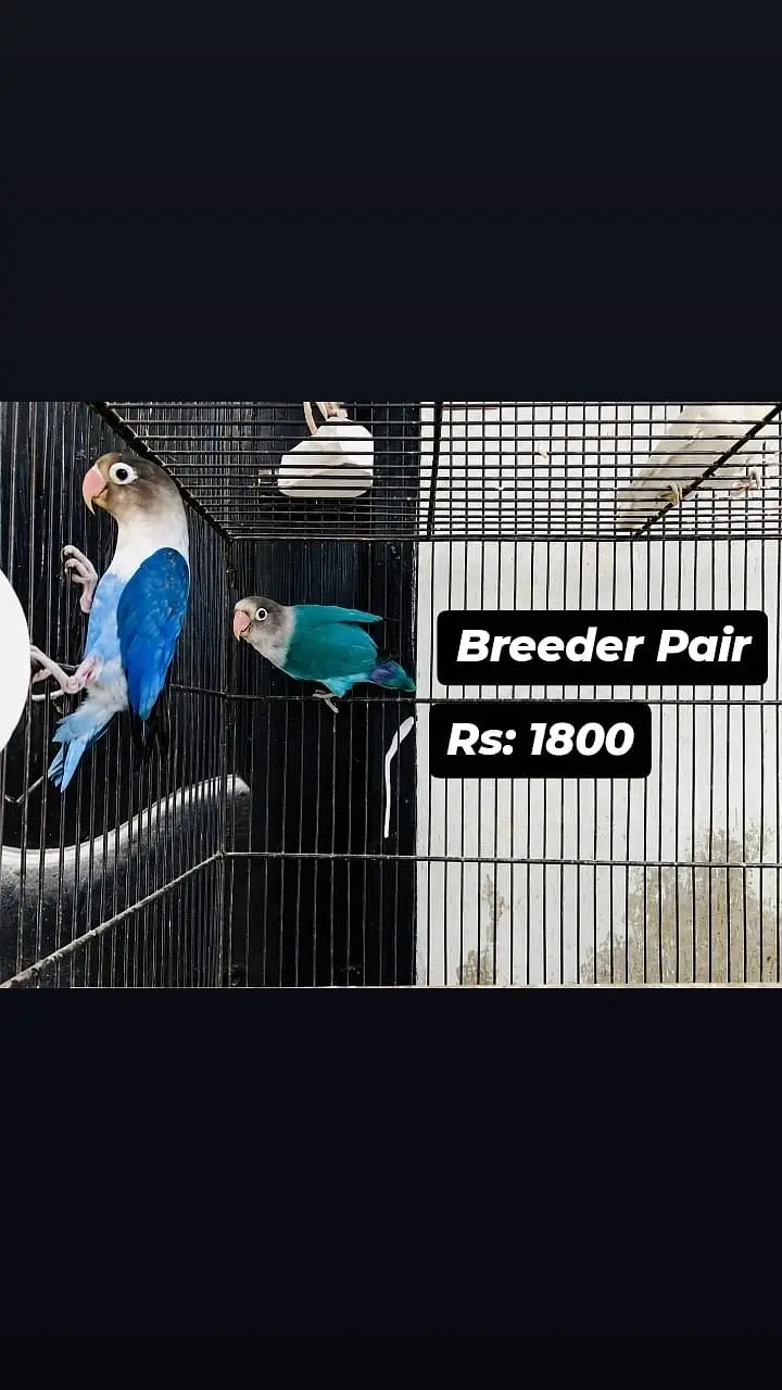 All Birds for urgent sale — photo 7