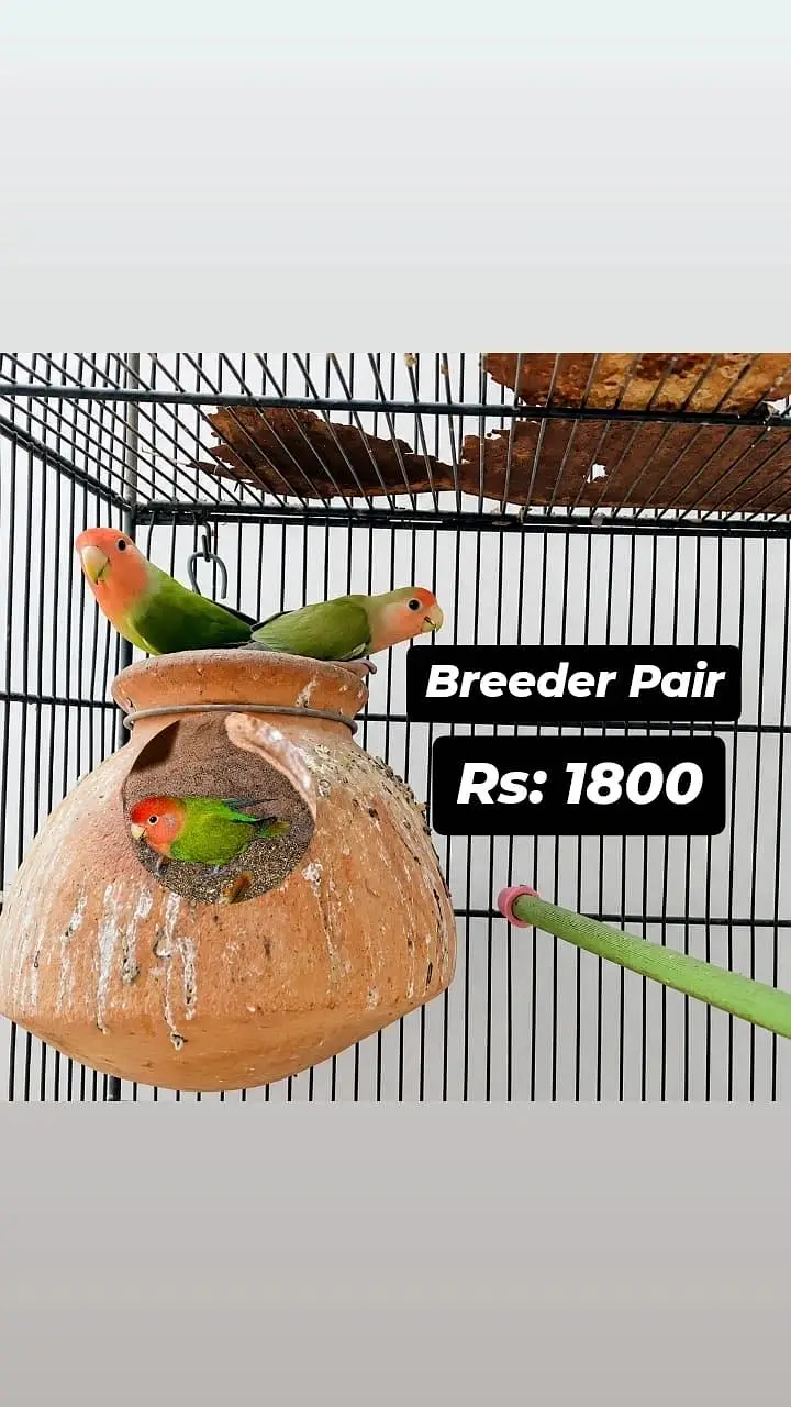 All Birds for urgent sale — photo 8