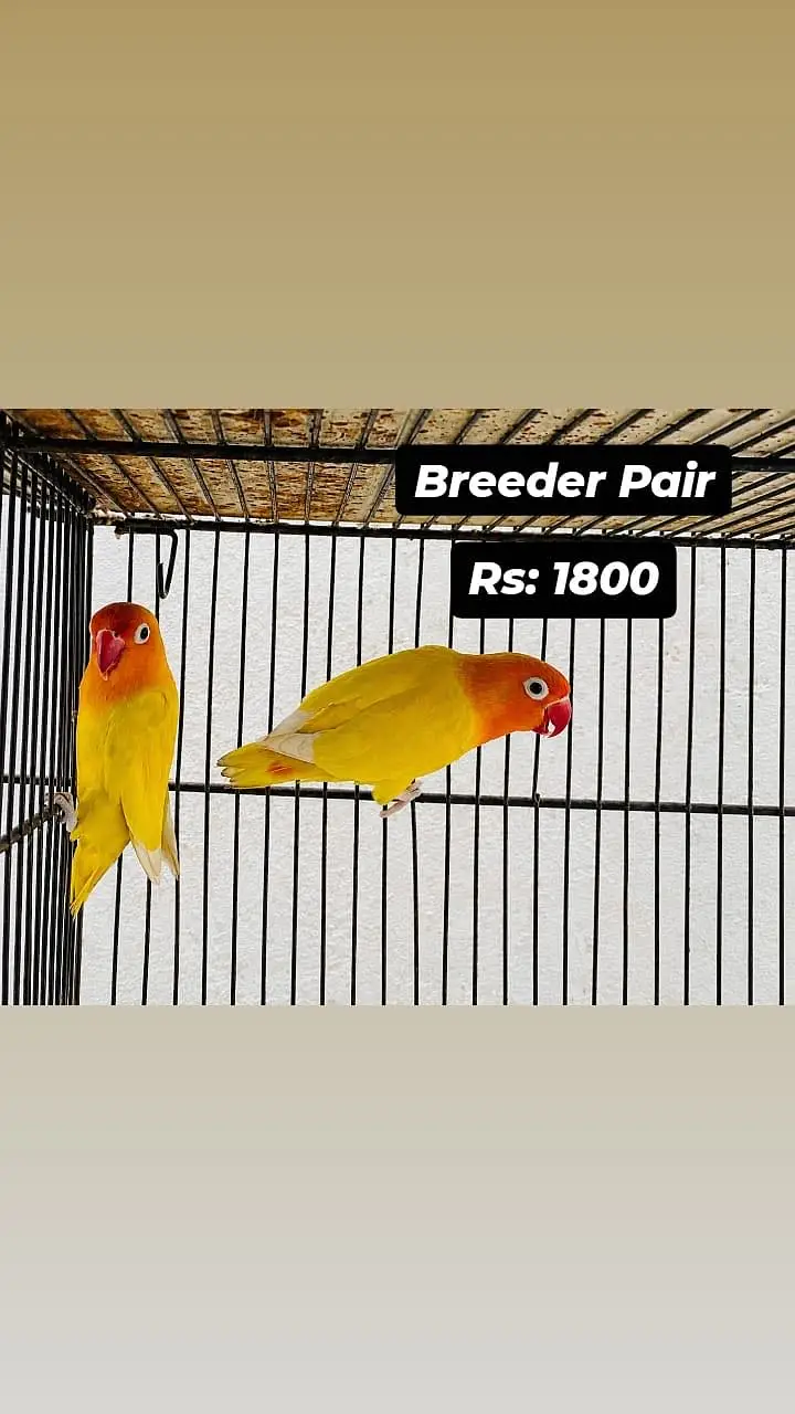 All Birds for urgent sale — photo 9